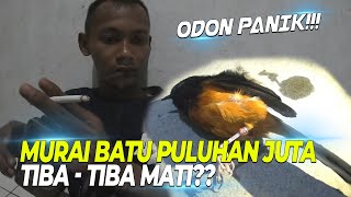 Download lagu JOKI ODON PANIK!! MURAI BATU PULUHAN JUTA TIBA TIBA MATI, TERNYATA GARA - GARA INI?? mp3