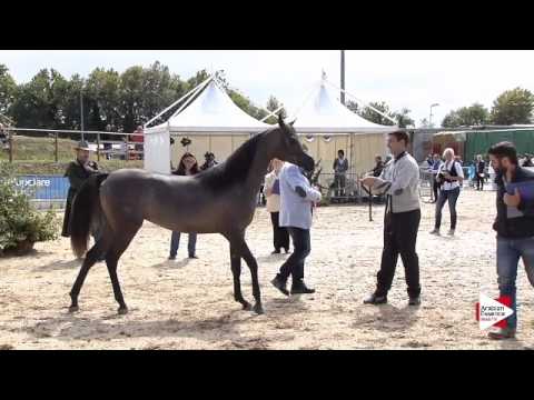 N.12 D HEBA - Bergamo 2015 - Yearling Fillies (Class 1B)