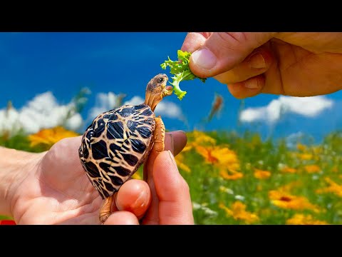 Feeding Day at Garden State Tortoise! 