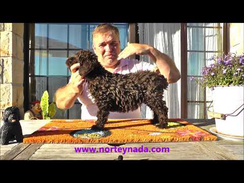 NORTTEYNADA NOAS 2 MESES 3900GR