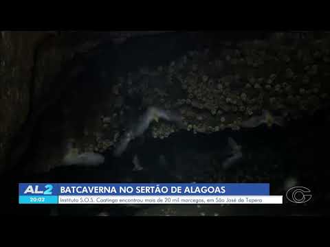 Caverna no sertão de Alagoas abriga mais de 21 mil morcegos - 06/03/2026