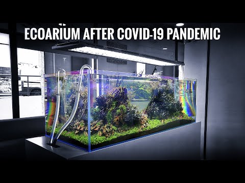 ECOARIUM June 2020 | AFTER COVID-19 QUARANTINE