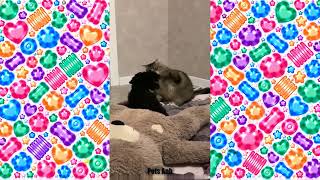 面白い動物たちが巻き起こす笑いと癒しの大騒動