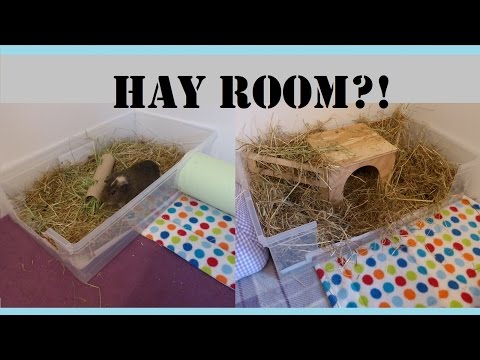 Guinea Pigs Cages: HOW TO Make Your Own Hay Room! |...