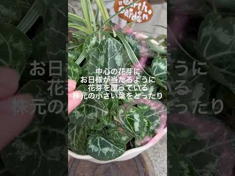 シクラメン多年草プランテーション栽培機能抵抗性適応性