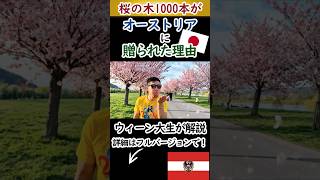 ウィーンに咲き誇る日本の桜!オーストリア建国1000年を祝う「ドナウ島」の絶景