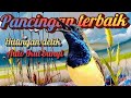 SOGON GACOR NGLEPER MEMANGGIL Kawan SOGON GACOR Cuit Cuit
