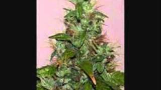 lil wyte george busch