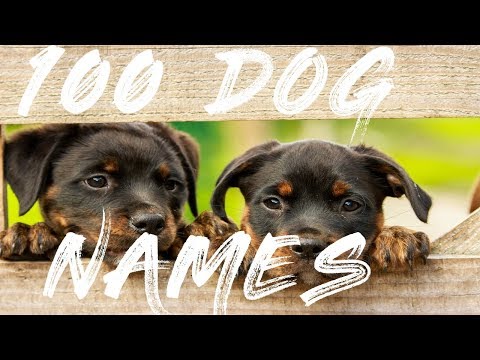 download lagu mp3 mp4 Duo Dog Names, download lagu Duo Dog Names gratis, unduh video klip Duo Dog Names