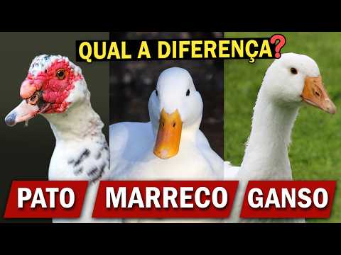 PATO, MARRECO ou GANSO? Qual a diferença? Ornitólogo Responde #31