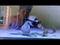 Over The Hedge Thx Logo Sound