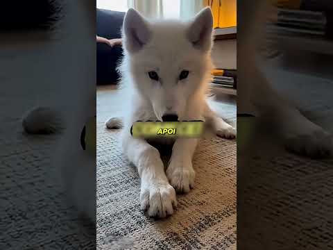 „Puiul abandonat care a devenit un lup uriaș” #viralvideo