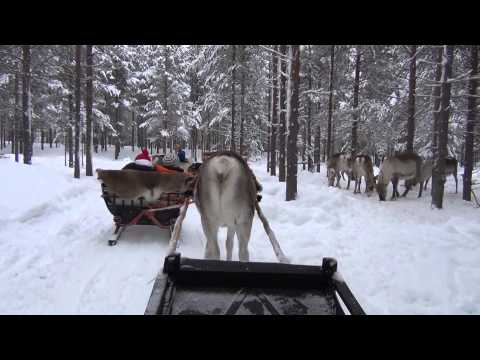 HD Video; Reindeer sleigh ride Pyhä-Luosto area Lapland