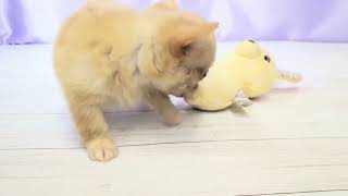 チワワ(ロング)の動画01