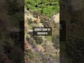 Double Lung VS High Shoulder? Which shot placement is more effective on deer.
