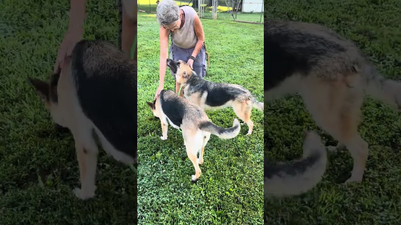 Enlarge Bailey, a Adoptable German Shepherd Dog in Nashua, NH video 5/5