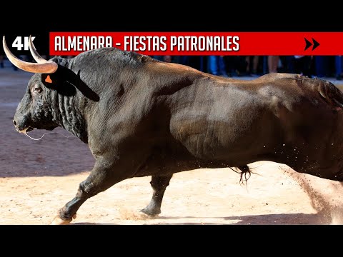 Imponentes toros en 4K ▪ ALMENARA ▪ FIESTAS PATRONALES 2022 ▶ Diferentes ganaderías