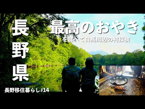 カリフォルニアアシカ (Zalophus californianus)