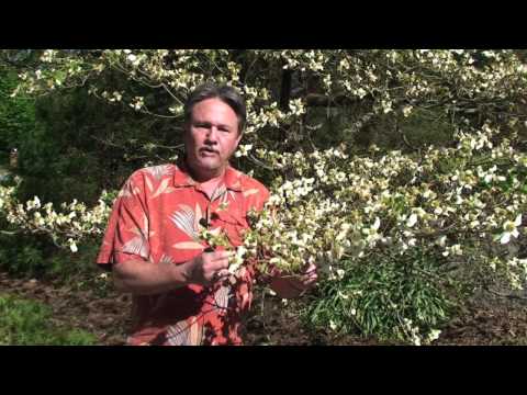 download lagu mp3 mp4 Dogwood Spot Anthracnose Treatment, download lagu Dogwood Spot Anthracnose Treatment gratis, unduh video klip Dogwood Spot Anthracnose Treatment