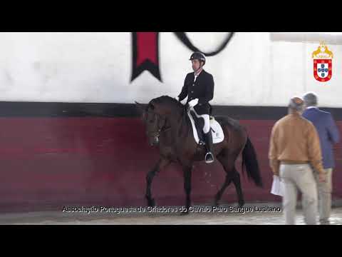 211023 4 Mistral - Aprovação de Garanhões