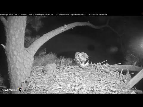Female Great Horned Owl Feeds Black-crowned Night-Heron To Owlet – March 21, 2022