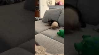 Ferret Animals Videos