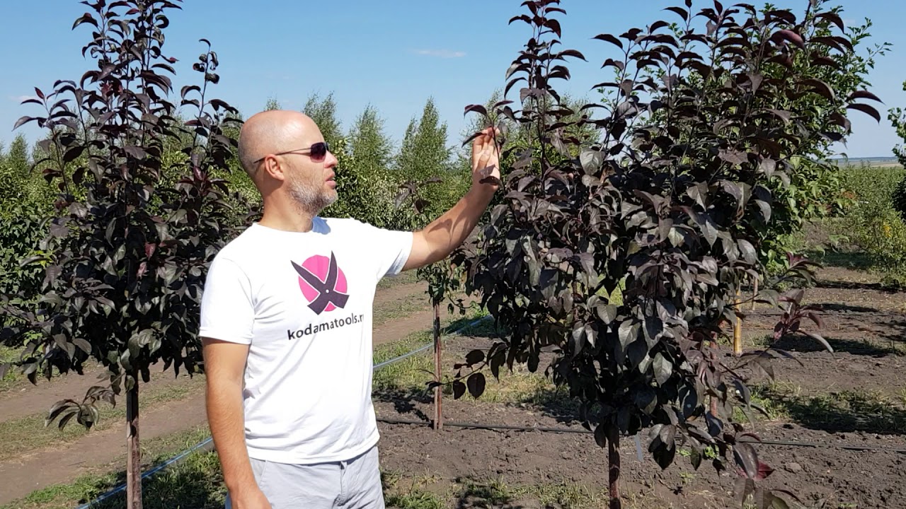 Яблоня "Роялти" (Royalty)