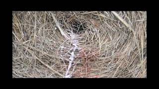 M. CAYE CASTAGNETTO – Hands On The Business