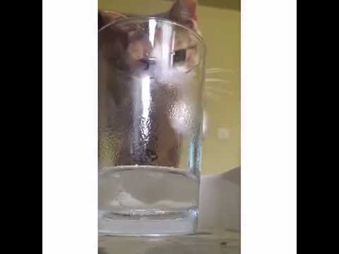 Kitten Dips Paw in Ice Water