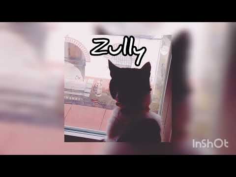 Zully, el Gatito Más Cool – Mascota con Personalidad