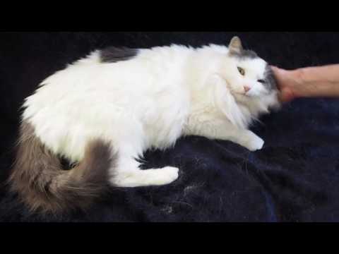 MCA presents Luciana!