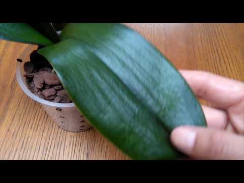 Orchid rescue: Dehydrated Phalaenopsis 2 month update