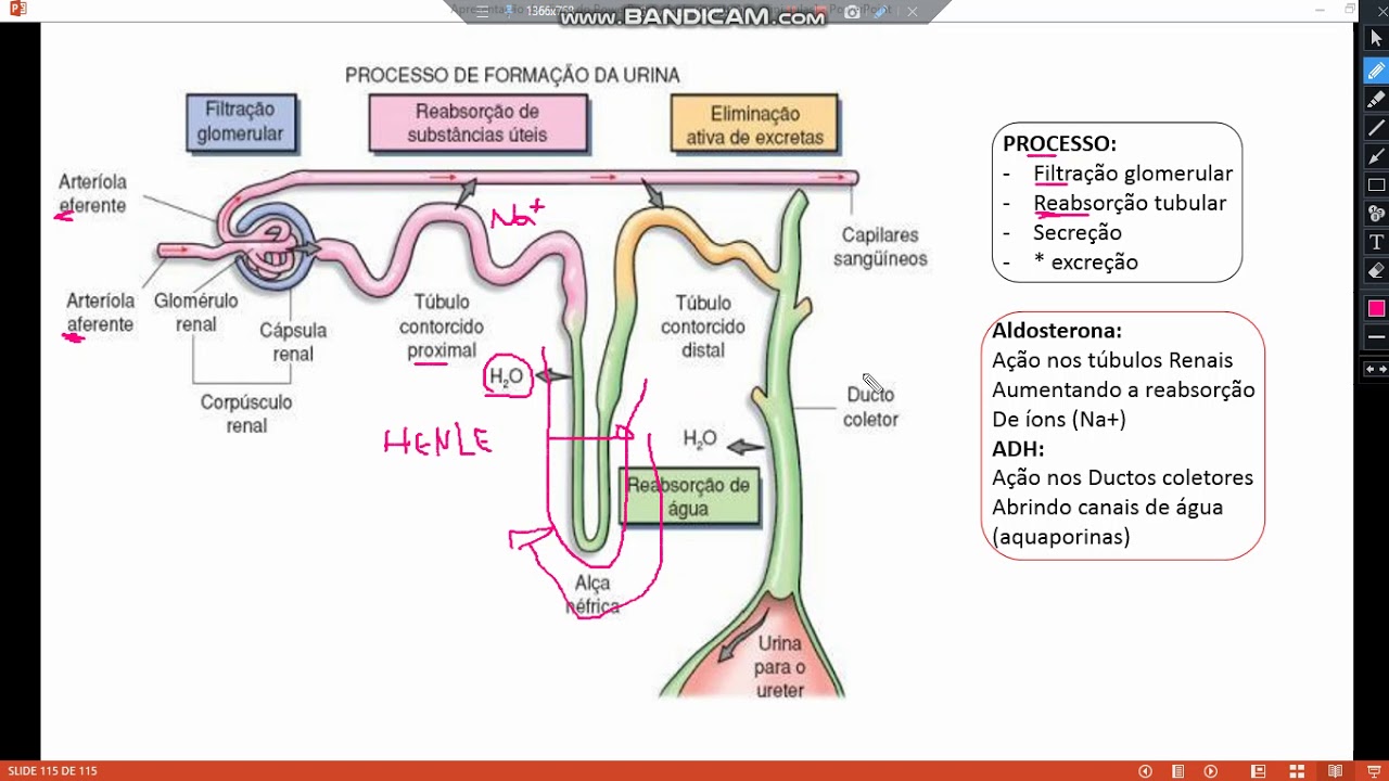Fisiologia | Formação da Urina | Enfermagem