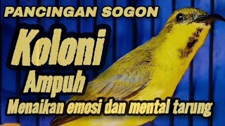 Download lagu PANCINGAN SOGON KOLONI📍MENAIKAN EMOSI DAN METAL TARUNG. mp3 Download lagu PANCINGAN SOGON KOLONI📍MENAIKAN EMOSI DAN METAL TARUNG. mp3
