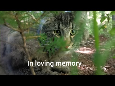 Norwegian Forest Cat: My last walk with Finn