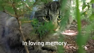 Norwegian Forest Cat: My last walk with Finn