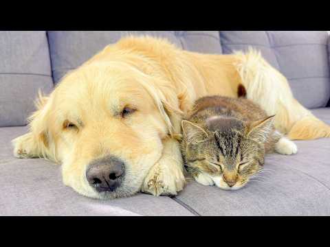 YouTube 썸네일
