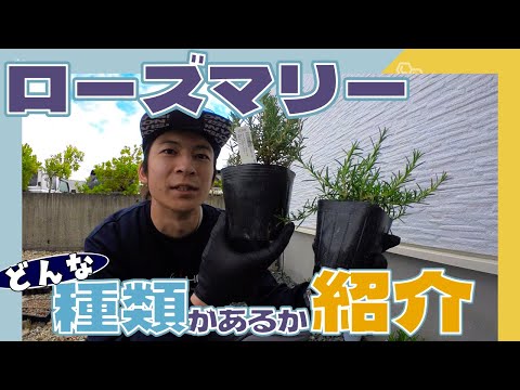 園芸 ローズマリー、多くの品種と港