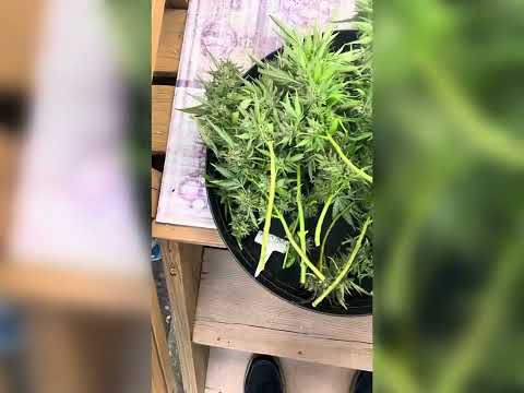 HARVEST DAY-OG KUSH outdoors w/ BUD WASHING! #cannabiscommunity #outdoors #budwashing #organic #foop