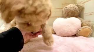 トイプードルの動画01