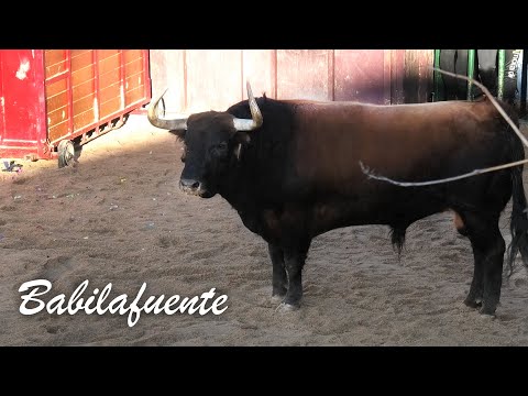 Babilafuente 2024 Suelta de 2 Toros Bravos de las Ganaderías Valdefresno y Cebada Gago