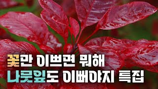 꽃이 다가 아니야 진짜 매력은 나뭇잎에 있는걸