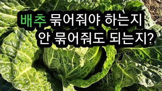 배추 묶어주어야 하는지 안 묶어주어도 되는지?
