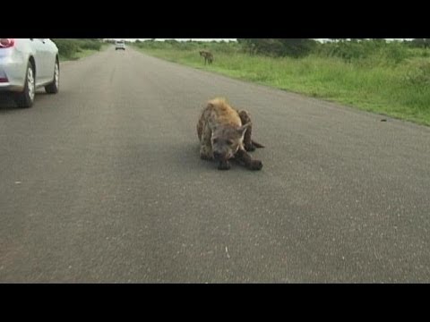 Hyena "Playing Chicken" With Cars