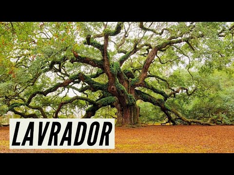 Lavrador - Professor Perninha - Abadá-Capoeira