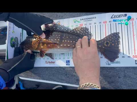🎣 Programa Gigantes da Pesca | Pescaria em [COPA BRASIL BARCELOS] - [AMAZONAS] Ep 01 🐟