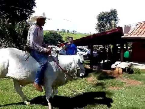 Fazenda Vista Alegre, Anicuns-GO.