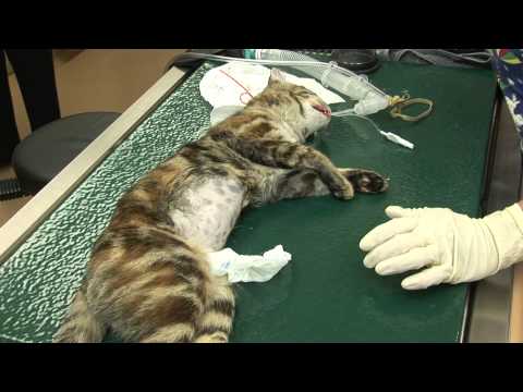 Preparing Cat for Spay or Neuter_Vet