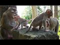 Sweet Time Baby JACEE And Baby Lily Played Together On The Stone 360P