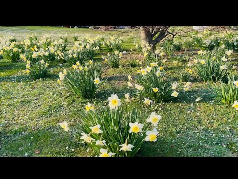 জার্মানিতে  অসাধারণ নার্গিস ফুলের  পার্ক ! Nargis Flowers Park #banglavlog  ! Fardina Youtuber